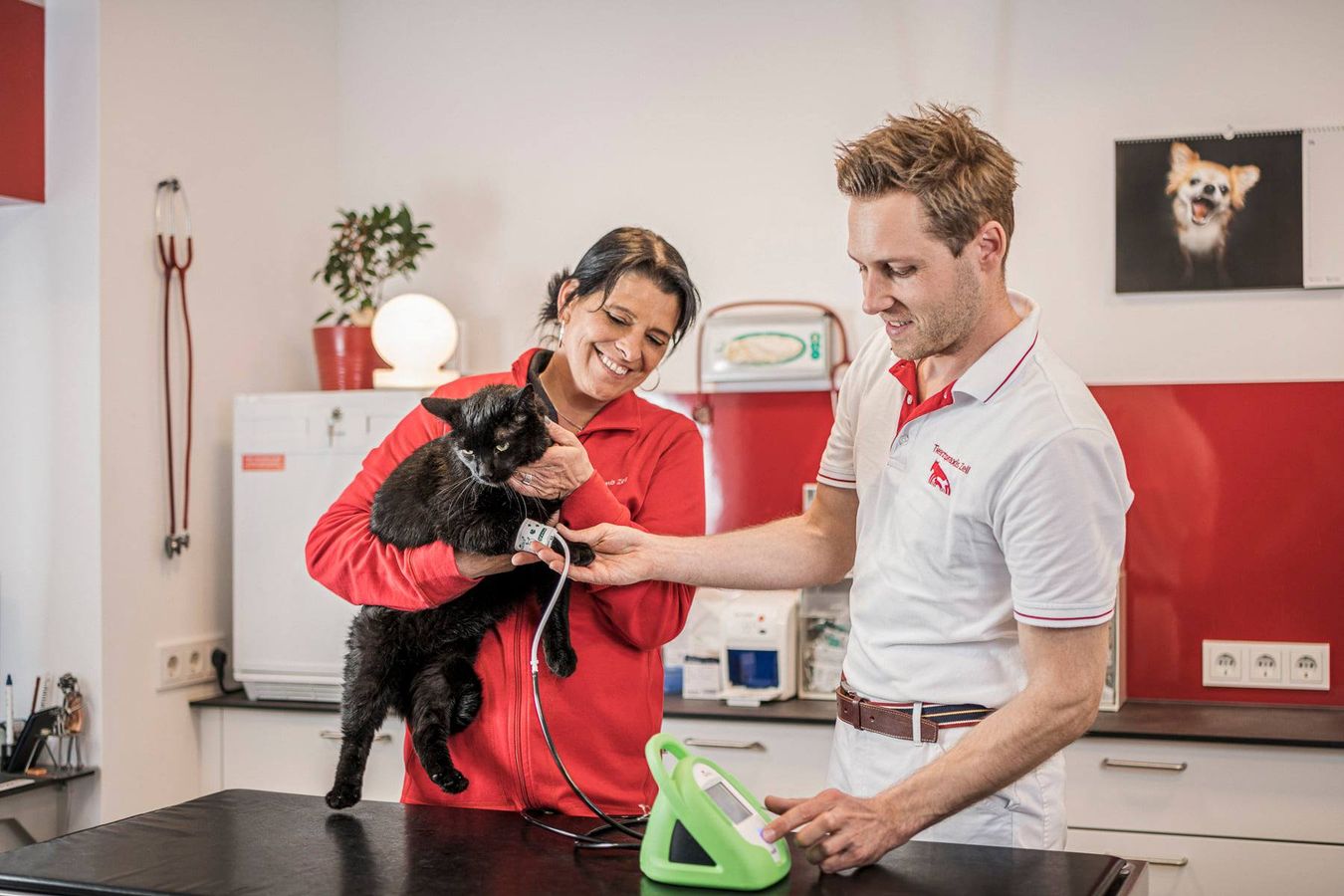 Tierarzt-Team beim Messen des Blutdrucks bei einer Katze